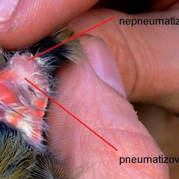 Metodika a určování stáří pěvců pomocí pneumatizace